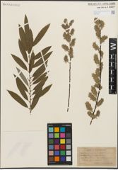 Foto von Salix humilis Marshall x Salix sericea Marshall